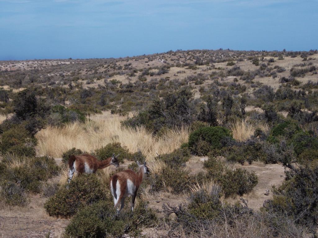 Habitacion Privada En La Casa De Thor Trelew Eksteriør bilde